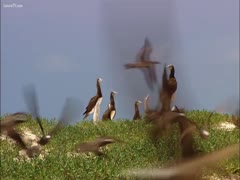Strange compilation of untamed film and brutal mating that has never been seen before